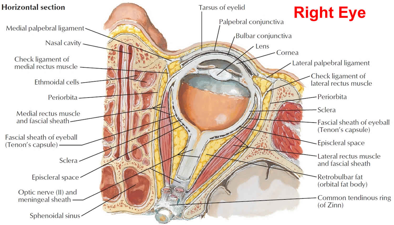 Orbits and eyes Illustrations: normal anatomy| e-Anatomy