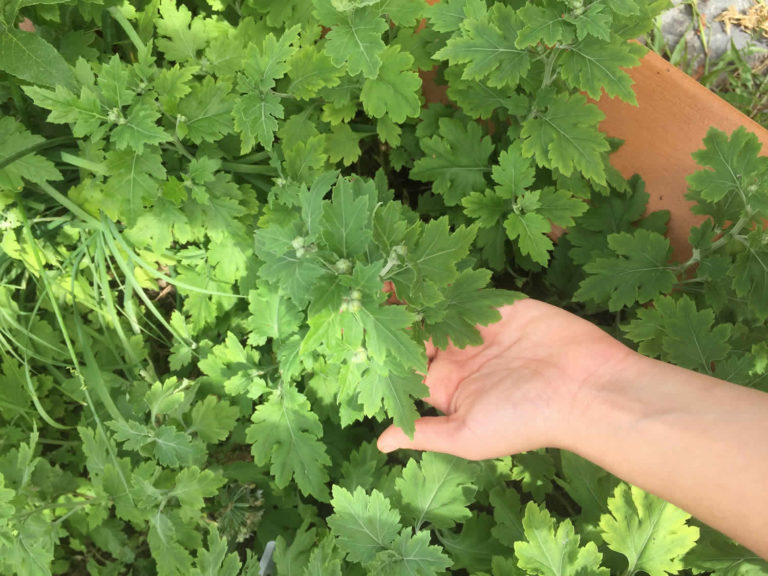 feverfew-uses-feverfew-dosage-feverfew-interactions-feverfew-side