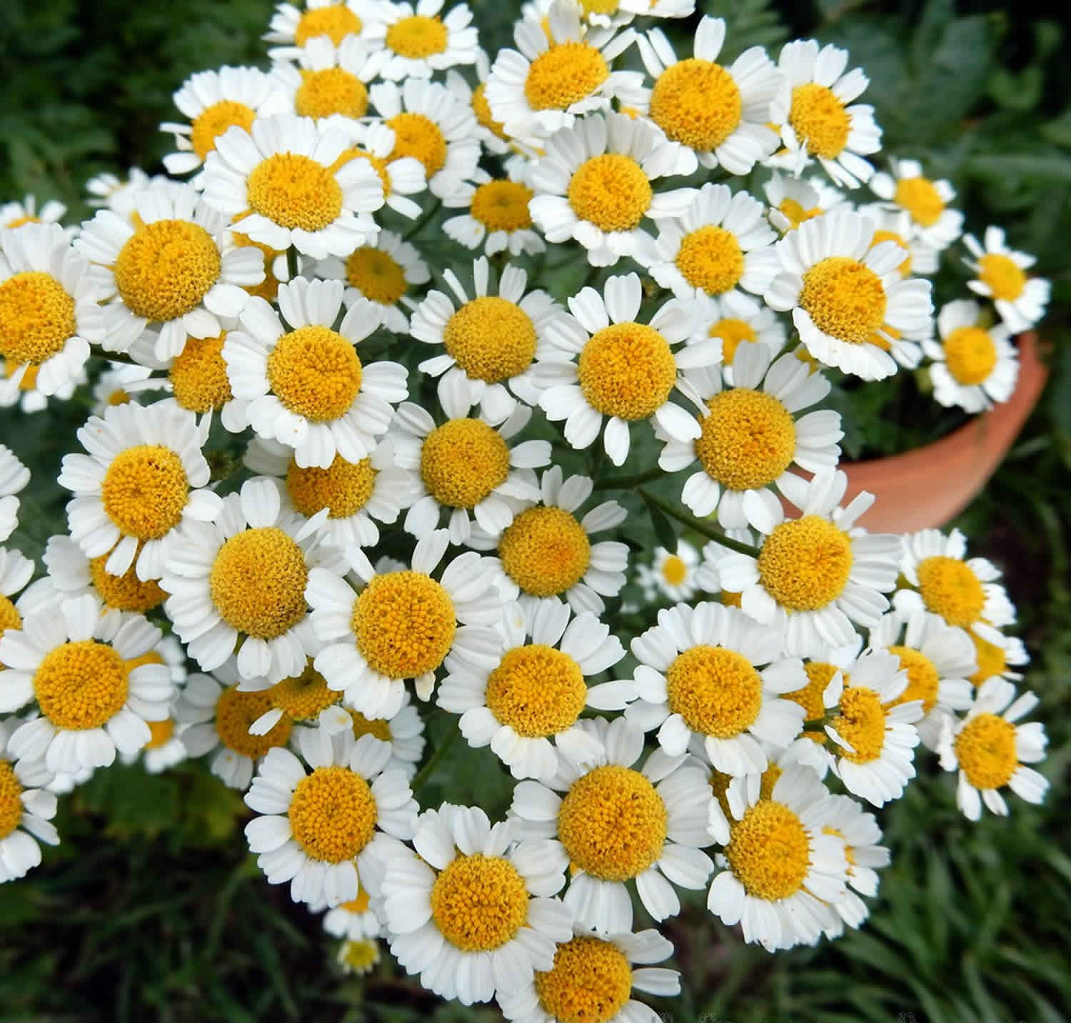  Feverfew Uses feverfew Dosage feverfew Interactions feverfew Side 