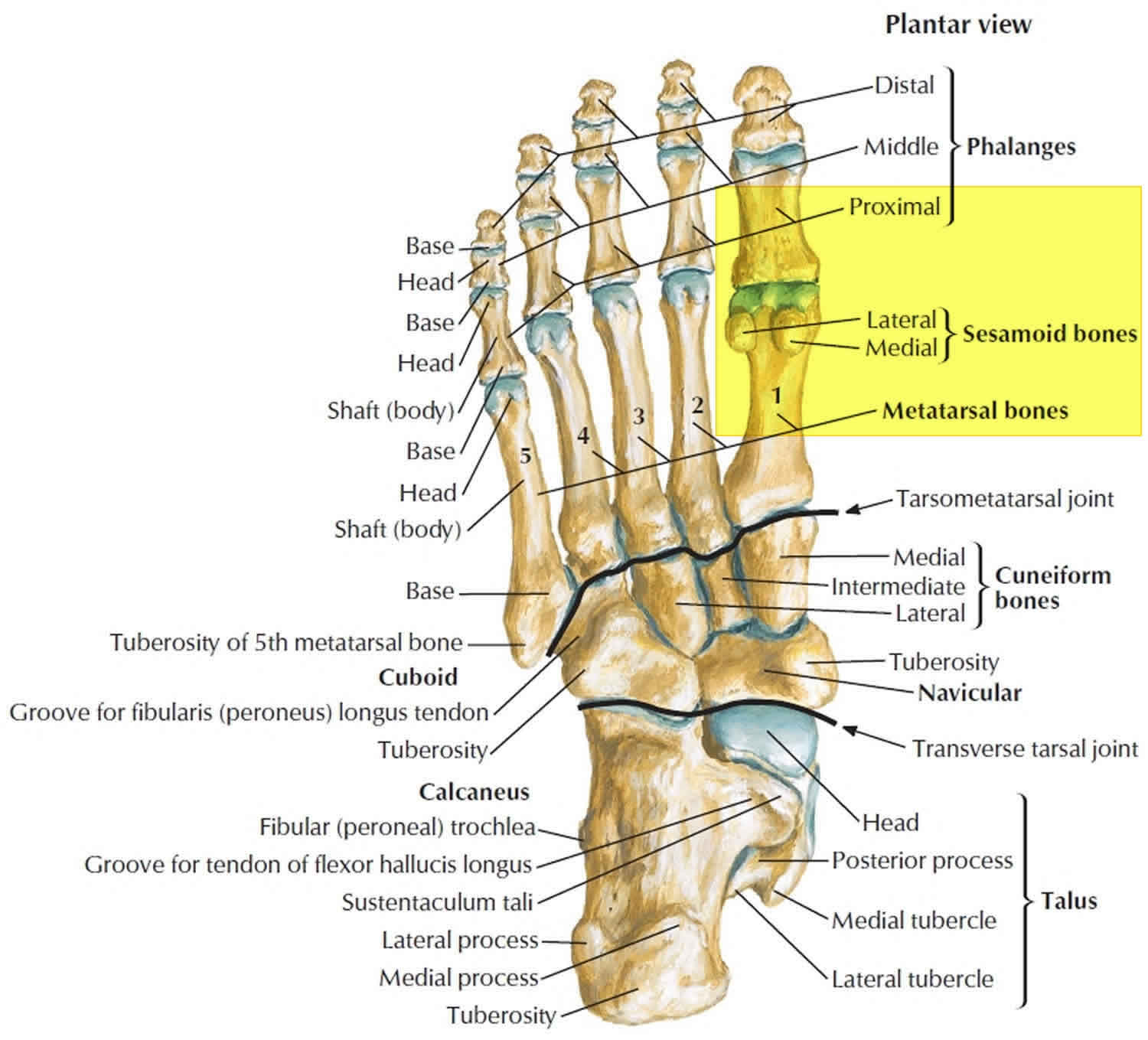 Surface Anatomy Of The Foot