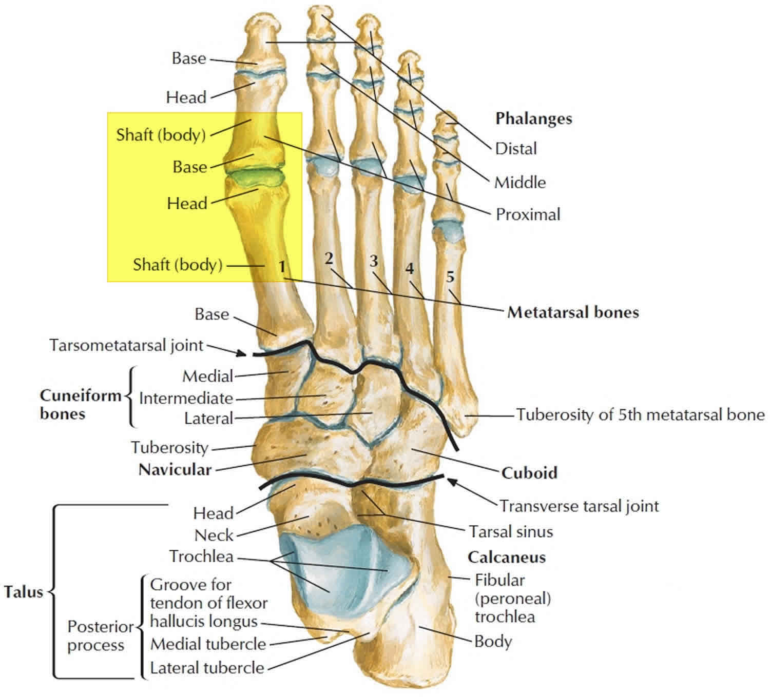 Toe Bones Diagram