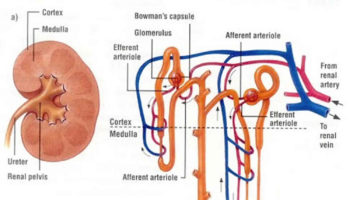 glomerular filtration