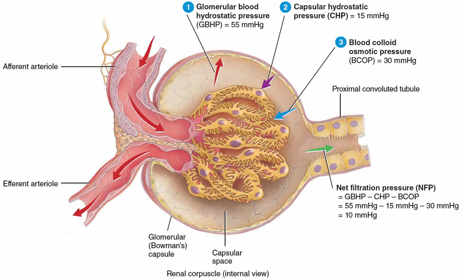 glomerular-filtration-location-glomerular-filtration-rate-range-and