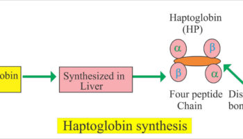 haptoglobin