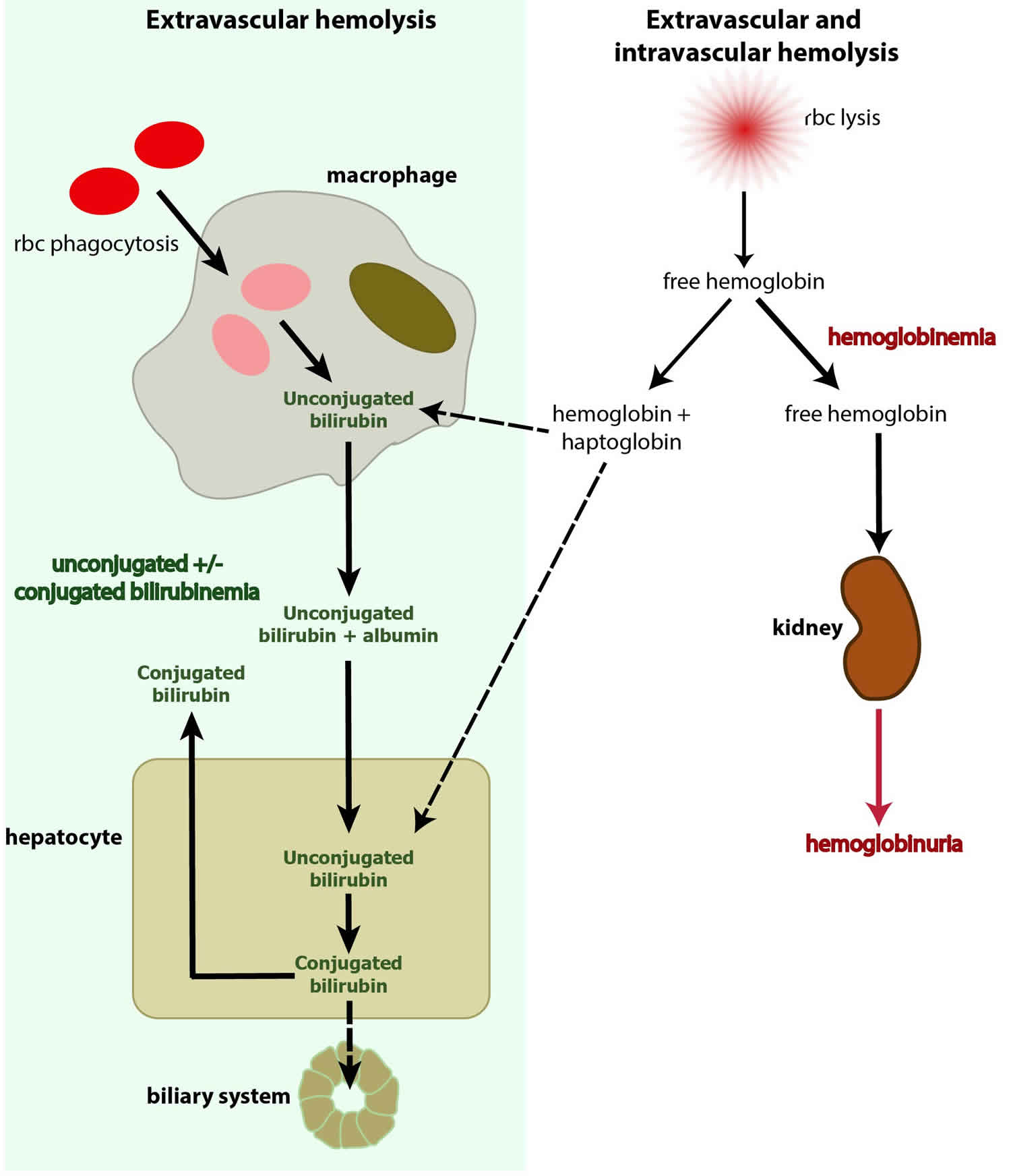 Haptoglobin and hemolysis