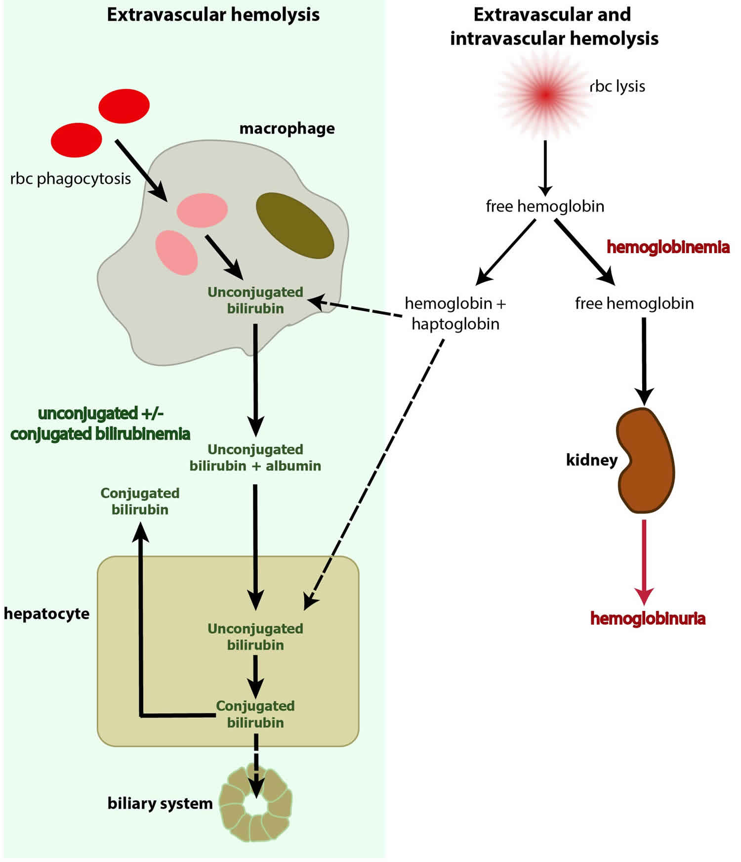 Haptoglobin function, levels, test & causes of low or high haptoglobin