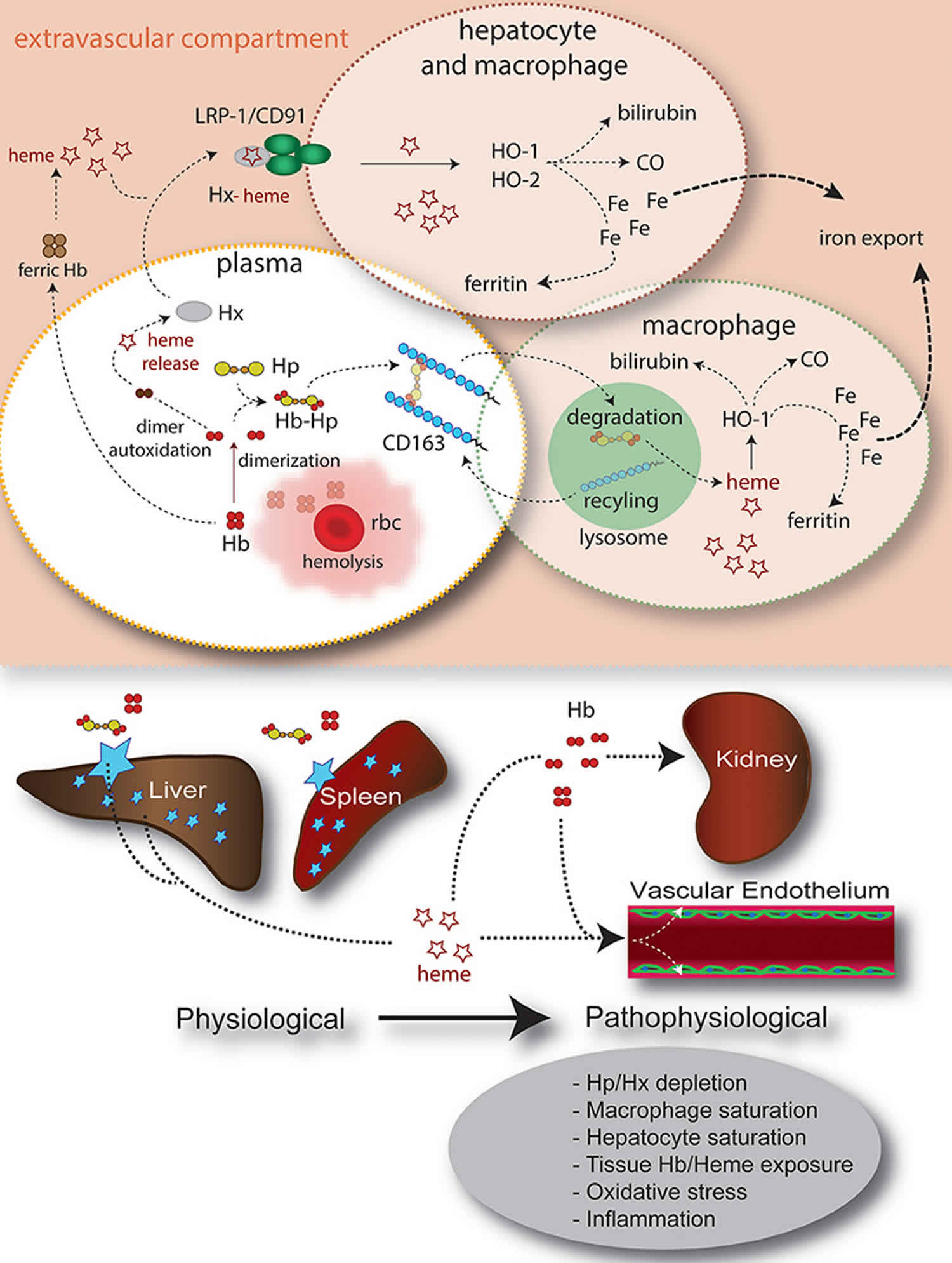 Haptoglobin function, levels, test & causes of low or high haptoglobin