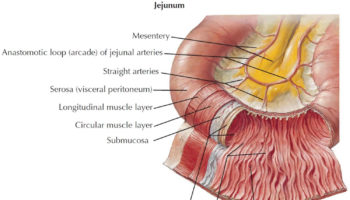 jejunum anatomy