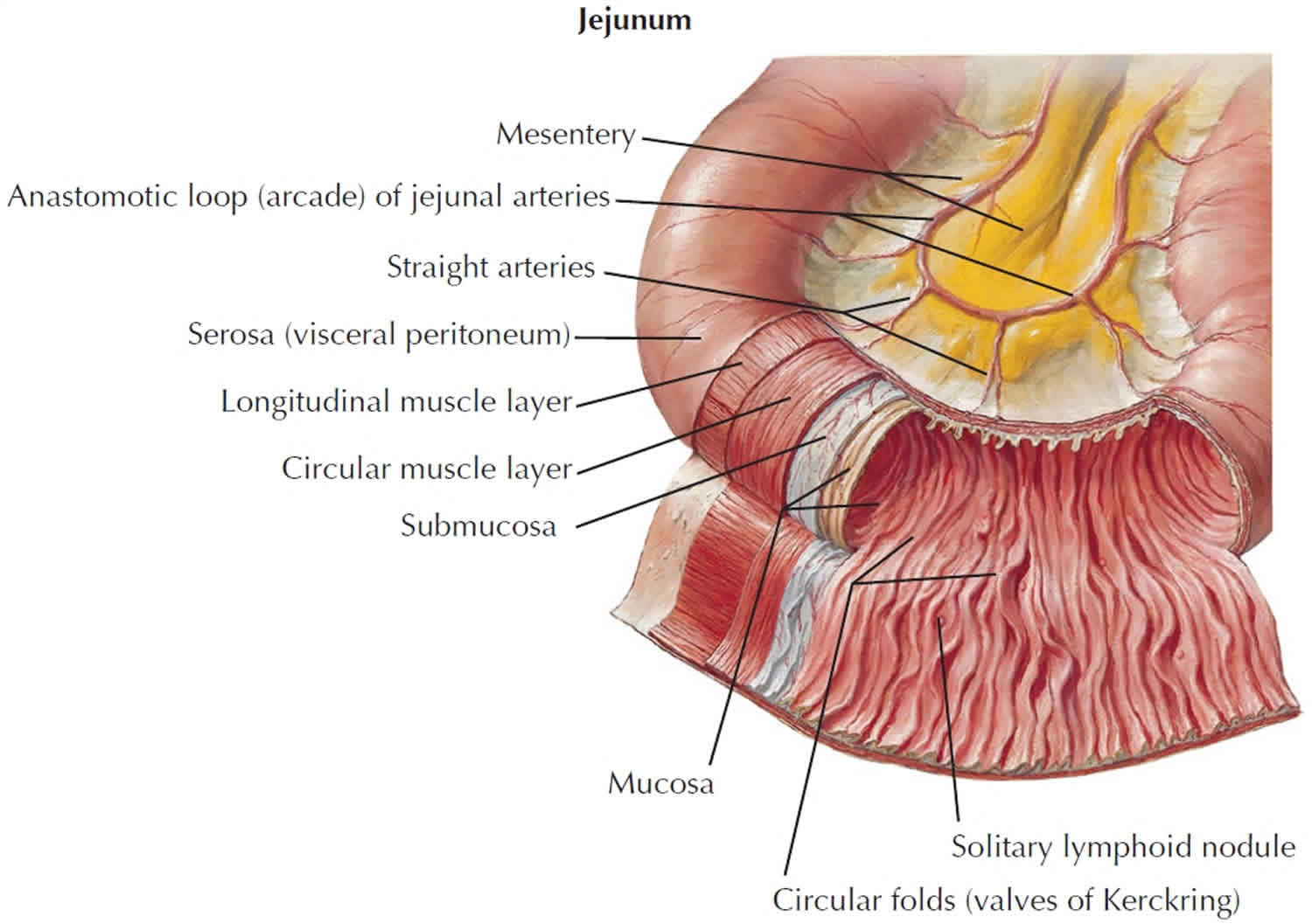 small-bowel-obstruction-causes-symptoms-diagnosis-treatment