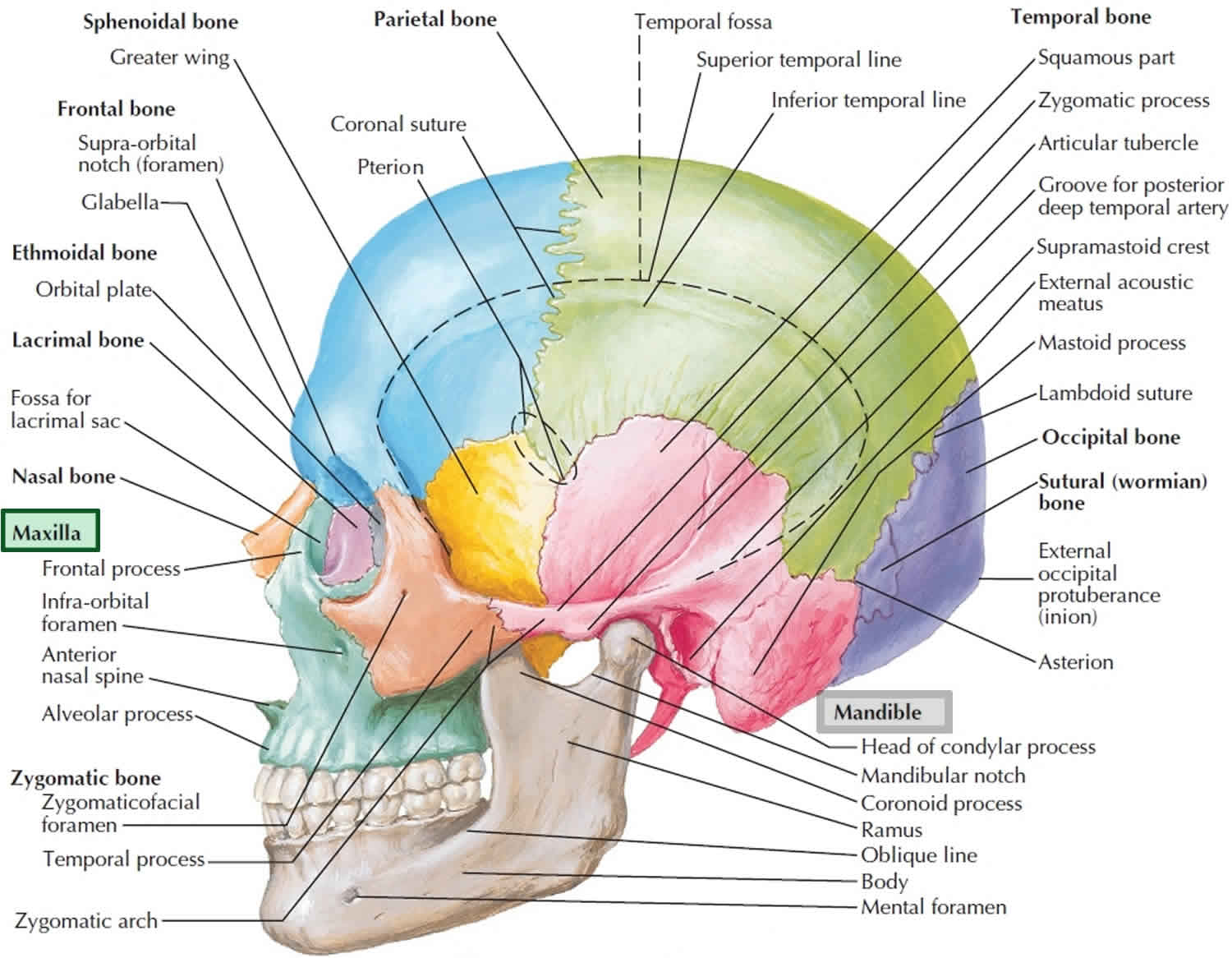 mandible-jaw-bone-anatomy-parts-function-mandible-dislocation