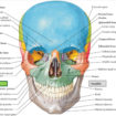 maxilla