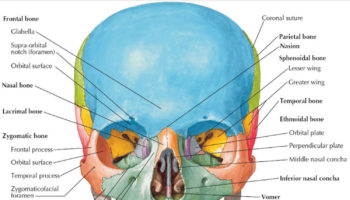 maxilla