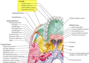 Maxilla bone, maxilla anatomy & maxilla function