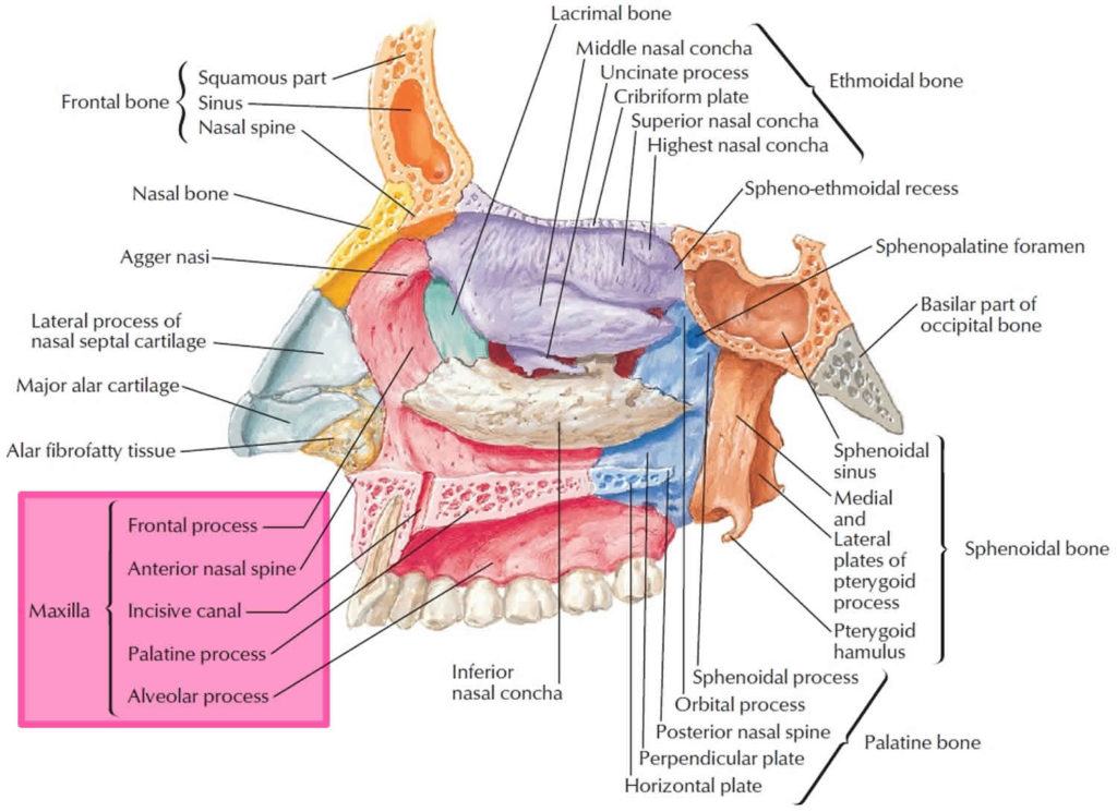 Alveolar Process Of Maxilla