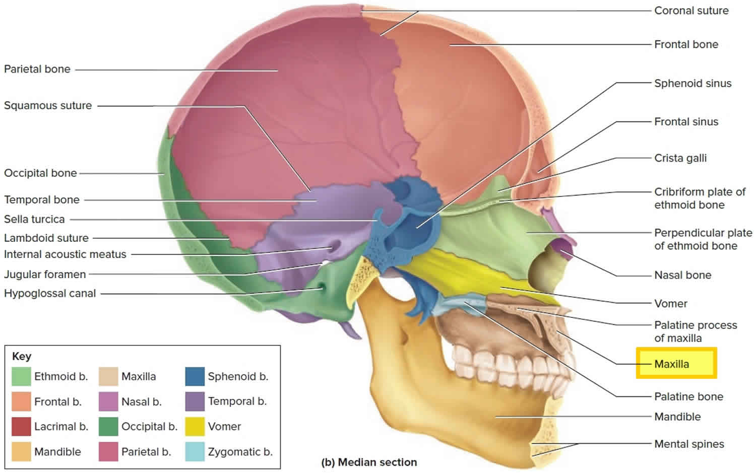 Maxilla bone, maxilla anatomy & maxilla function