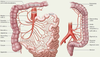mesenteric artery