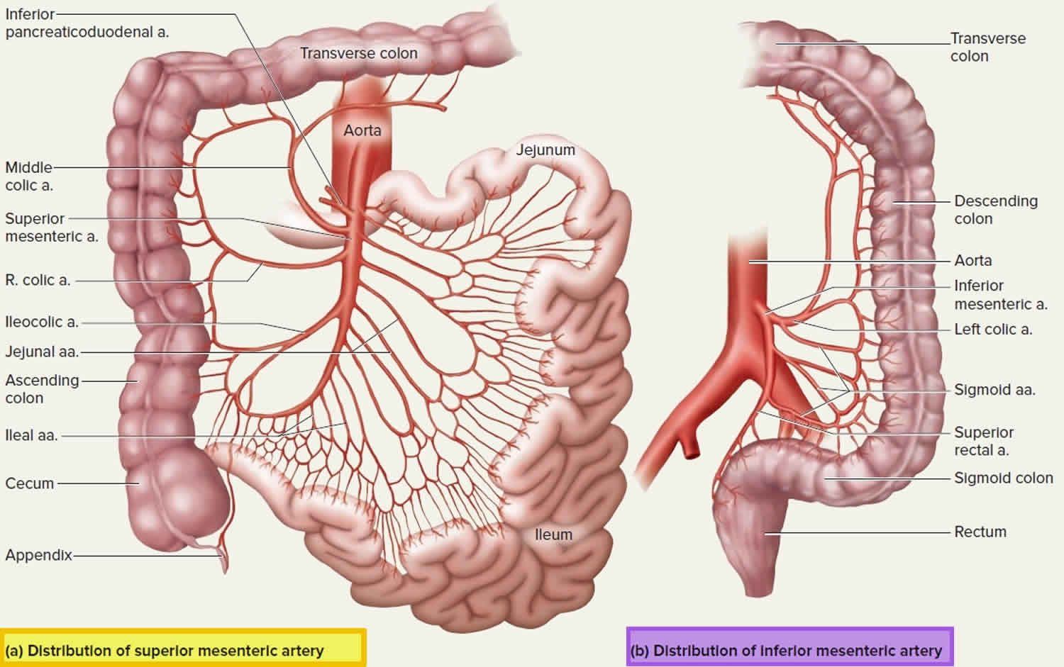 cranial mesenteric artery