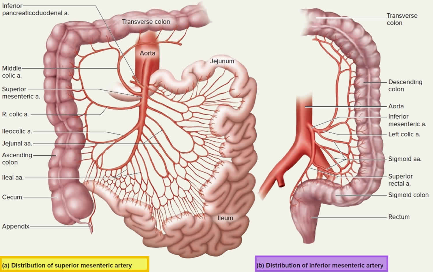 What Does The Superior Mesenteric Vein Drain Into