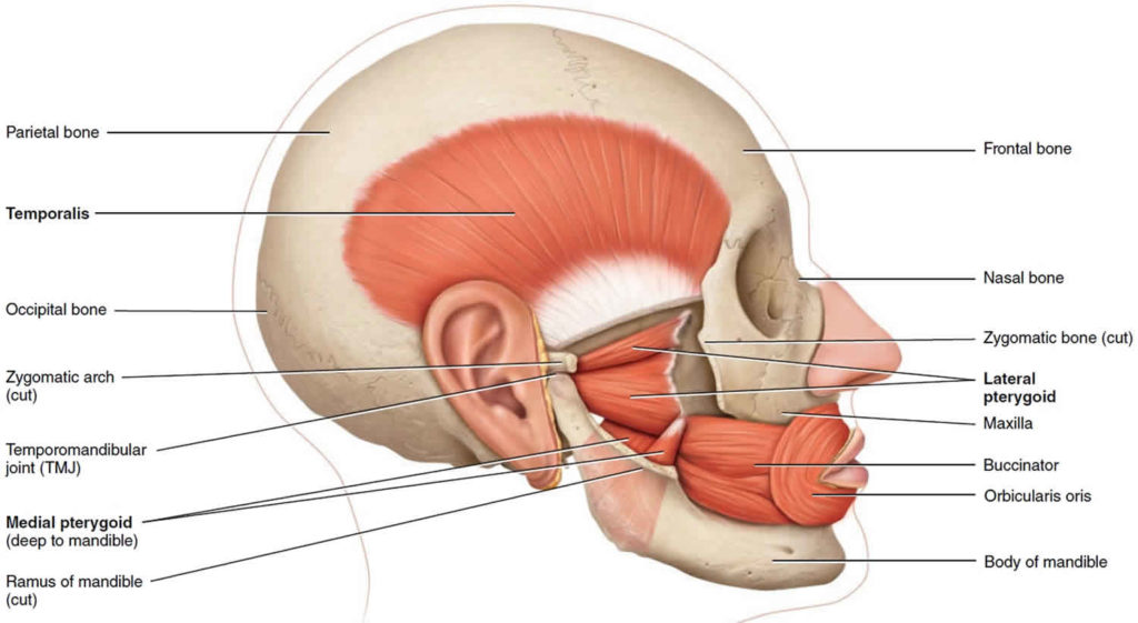 Mandible Jaw Bone Anatomy Parts Function Mandible Dislocation