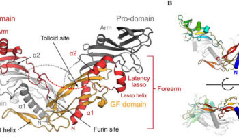 myostatin