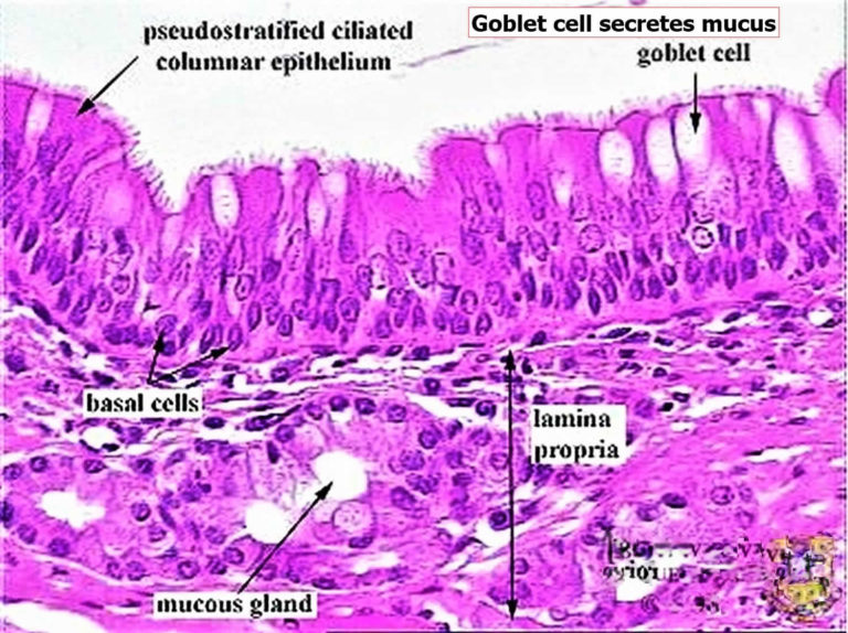 Phlegm or sputum color, causes of cough with phlegm & how to get rid of ...