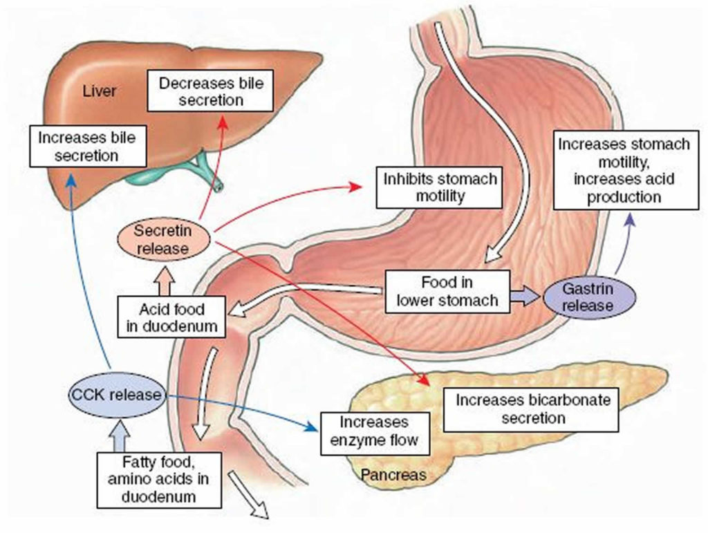 Secretin hormone function, source of production & secretin stimulation test