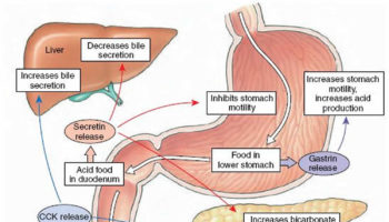 secretin