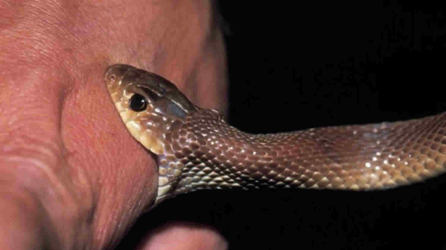 9-spiritual-meanings-of-snake-bite-in-a-dream-good-or-bad