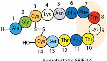 somatostatin
