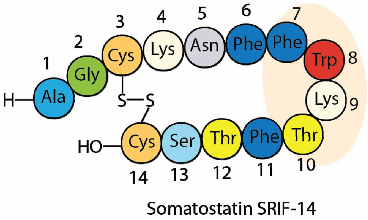 Somatostatin function, source of production and somatostatin medication