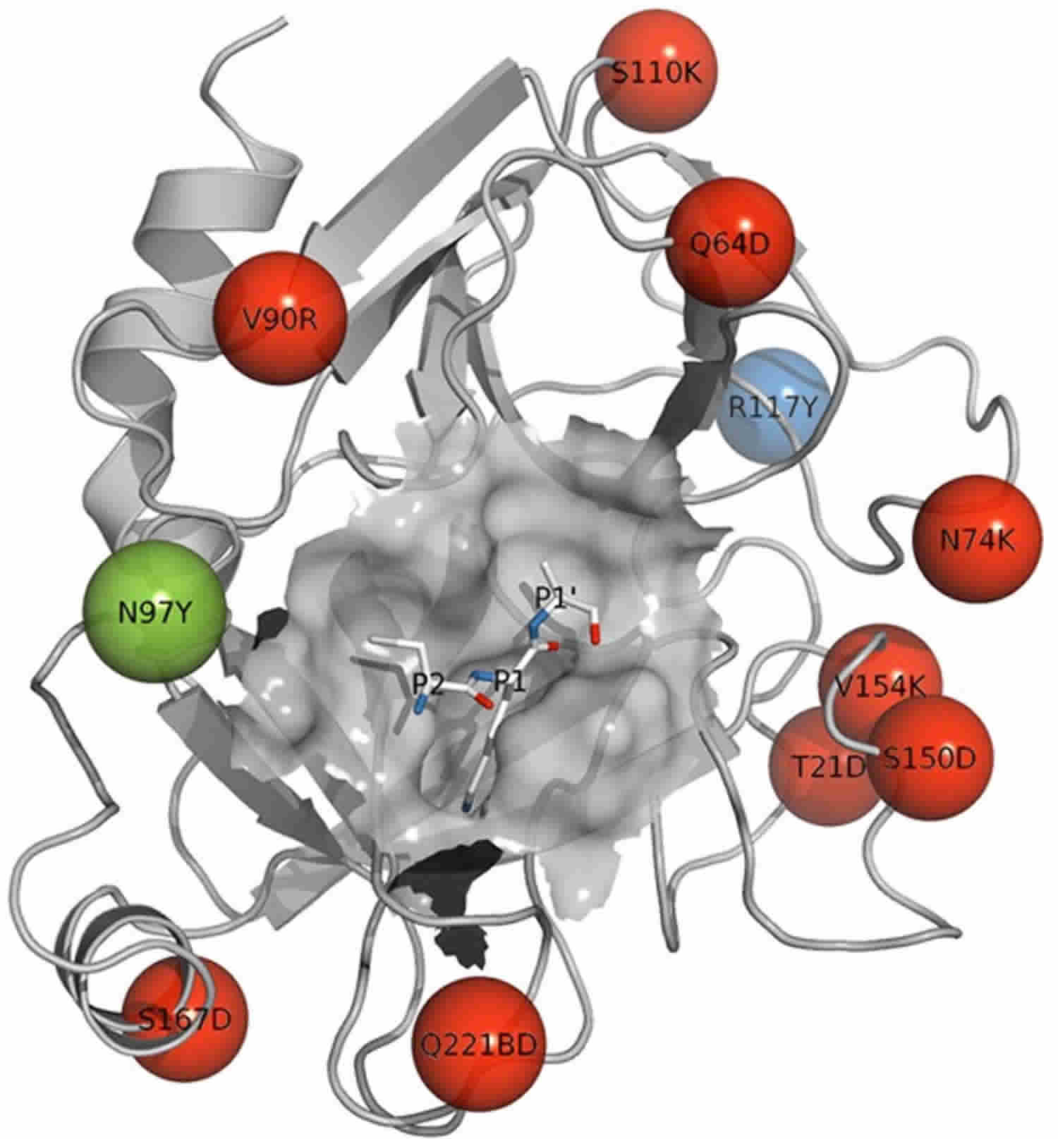 trypsin-enzyme-function-production-cleavage-trypsin-inhibitor