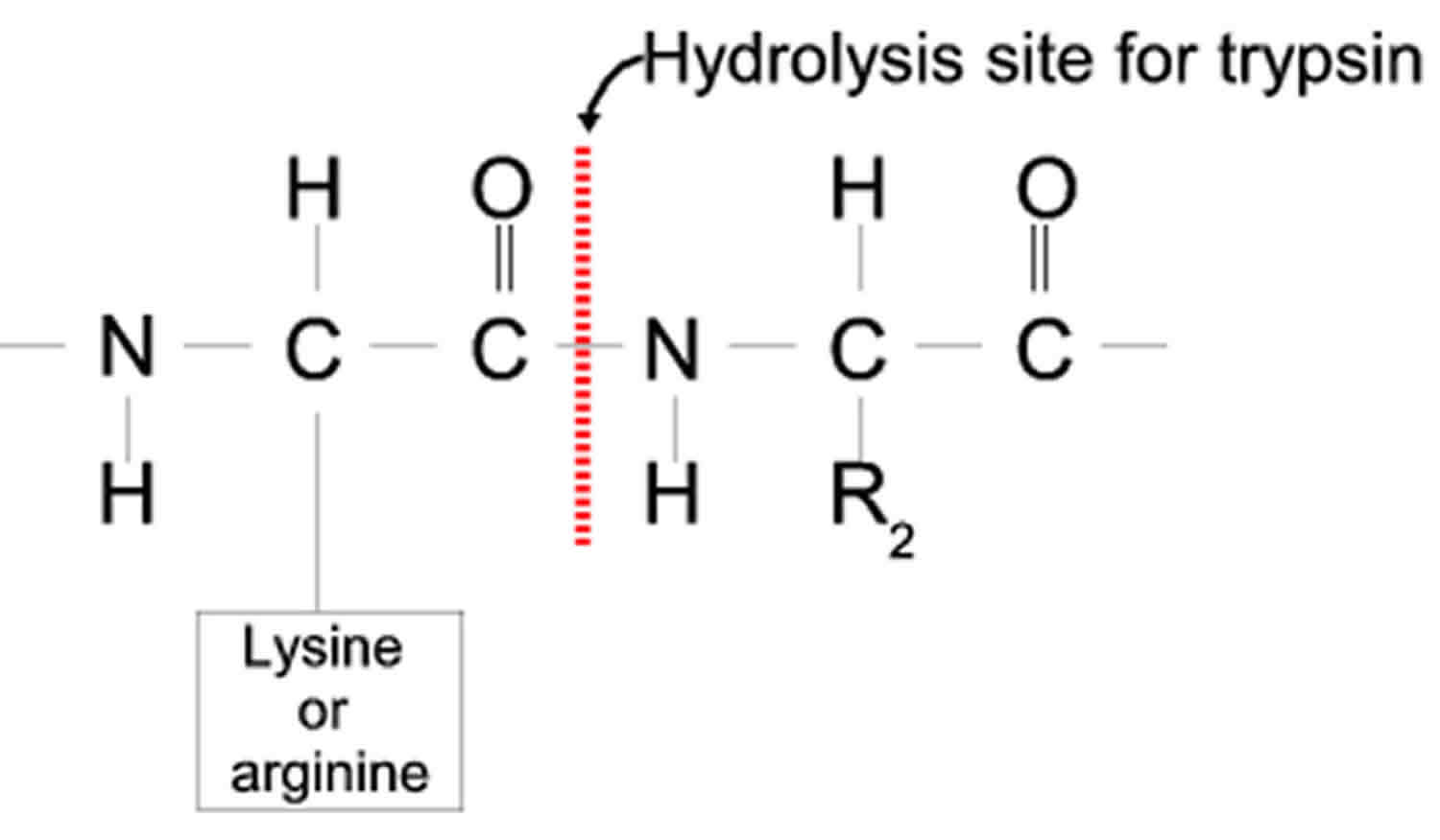 trypsin-enzyme-function-production-cleavage-trypsin-inhibitor