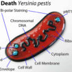 yersinia pestis