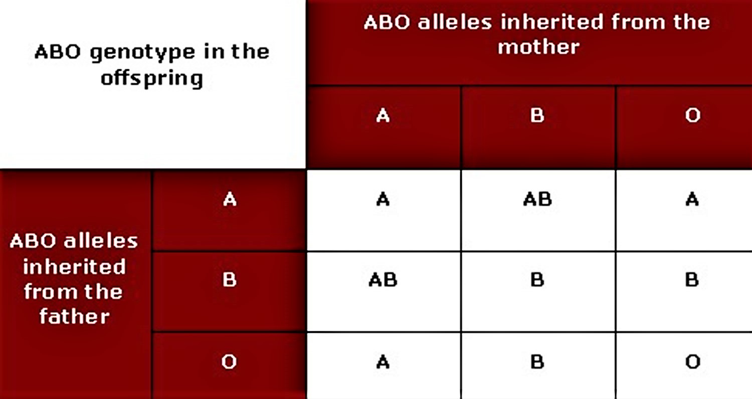 How Does Blood Group Inheritance Work