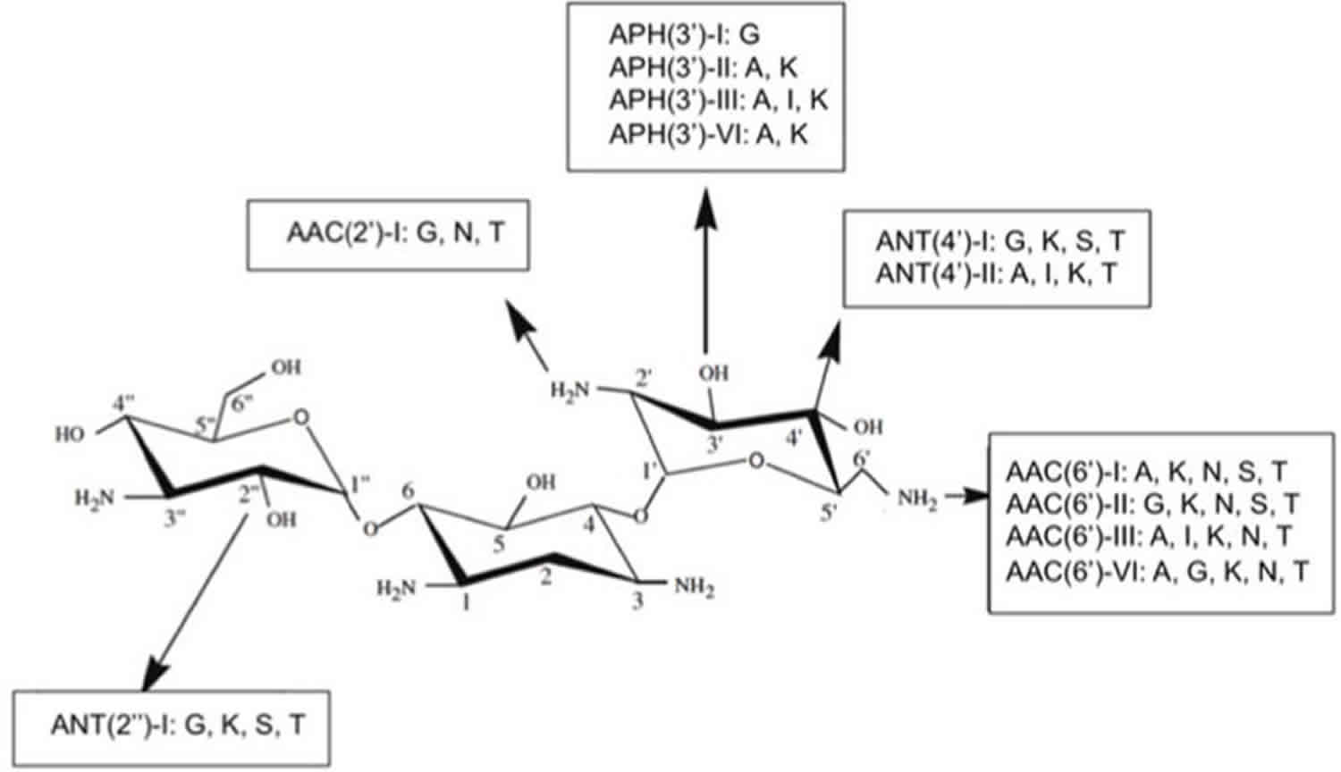Antibiotic resistance mechanism - chemical alterations of the antibiotic