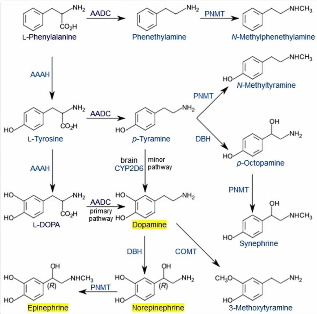 Catecholamines Function, Synthesis, Metabolism, Test & Catecholamine Levels