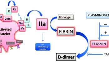 D-dimer