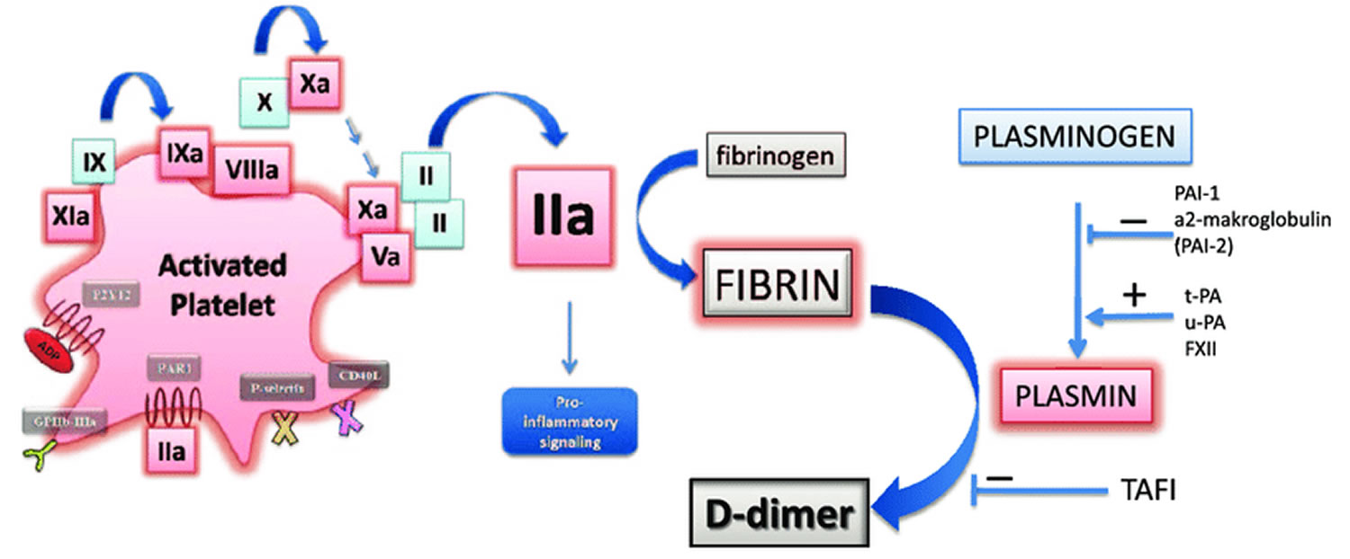 D dimer Test Normal D dimer Level And Elevated D dimer Level Causes