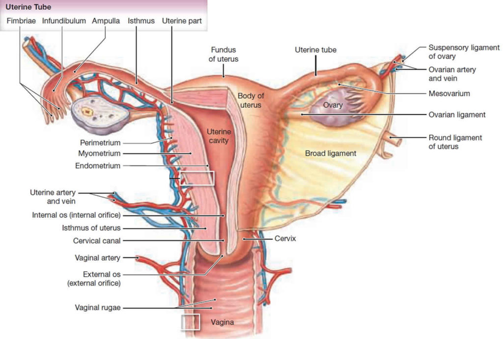 Imperforate Hymen Causes Symptoms Treatment Imperforate Hymen Surgery 