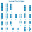 Human karyotype