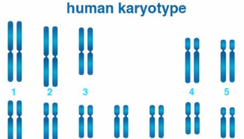 Human karyotype