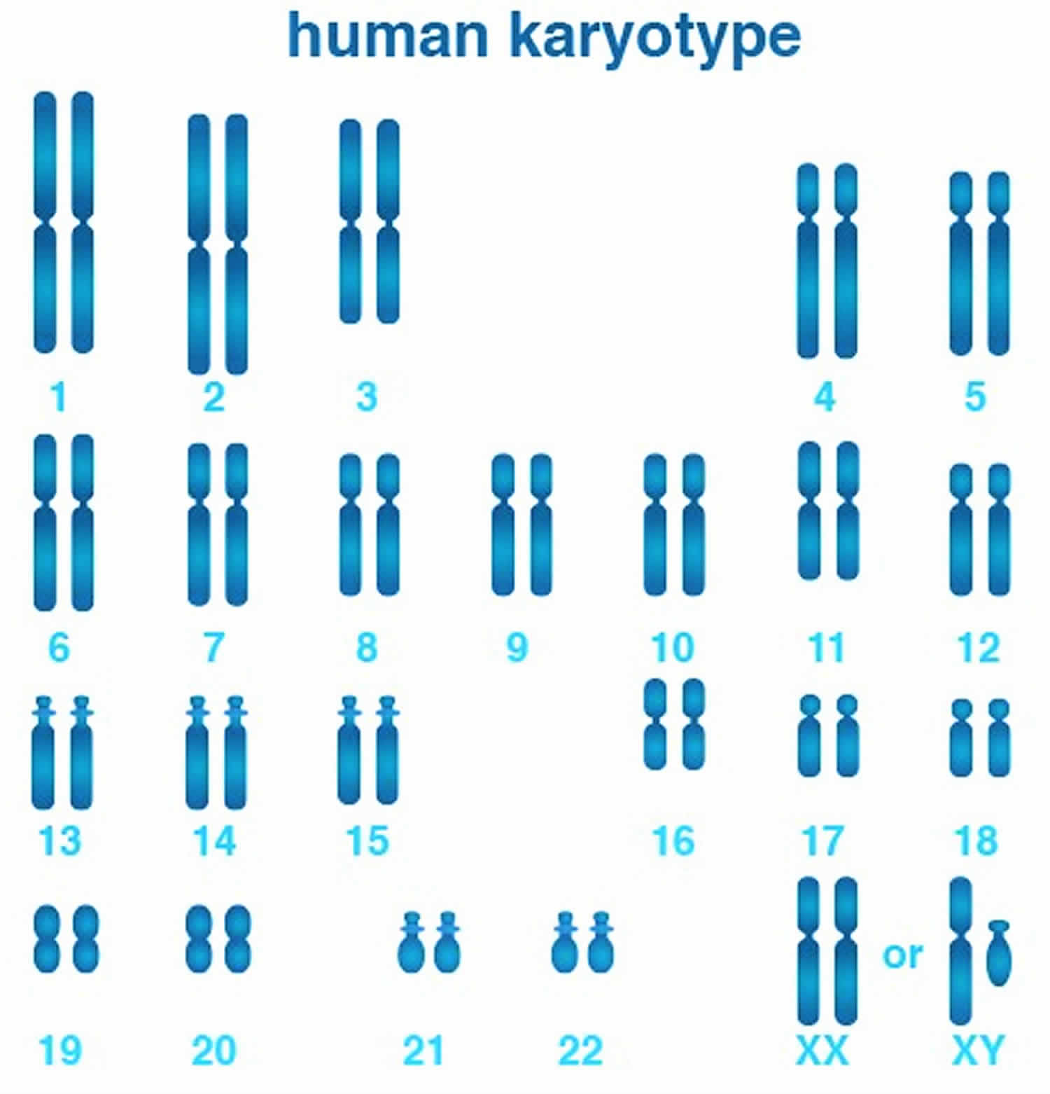 Karyotype, karyotype test & analysis, normal karyotype & abnormal karyotype