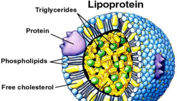 Lipoprotein