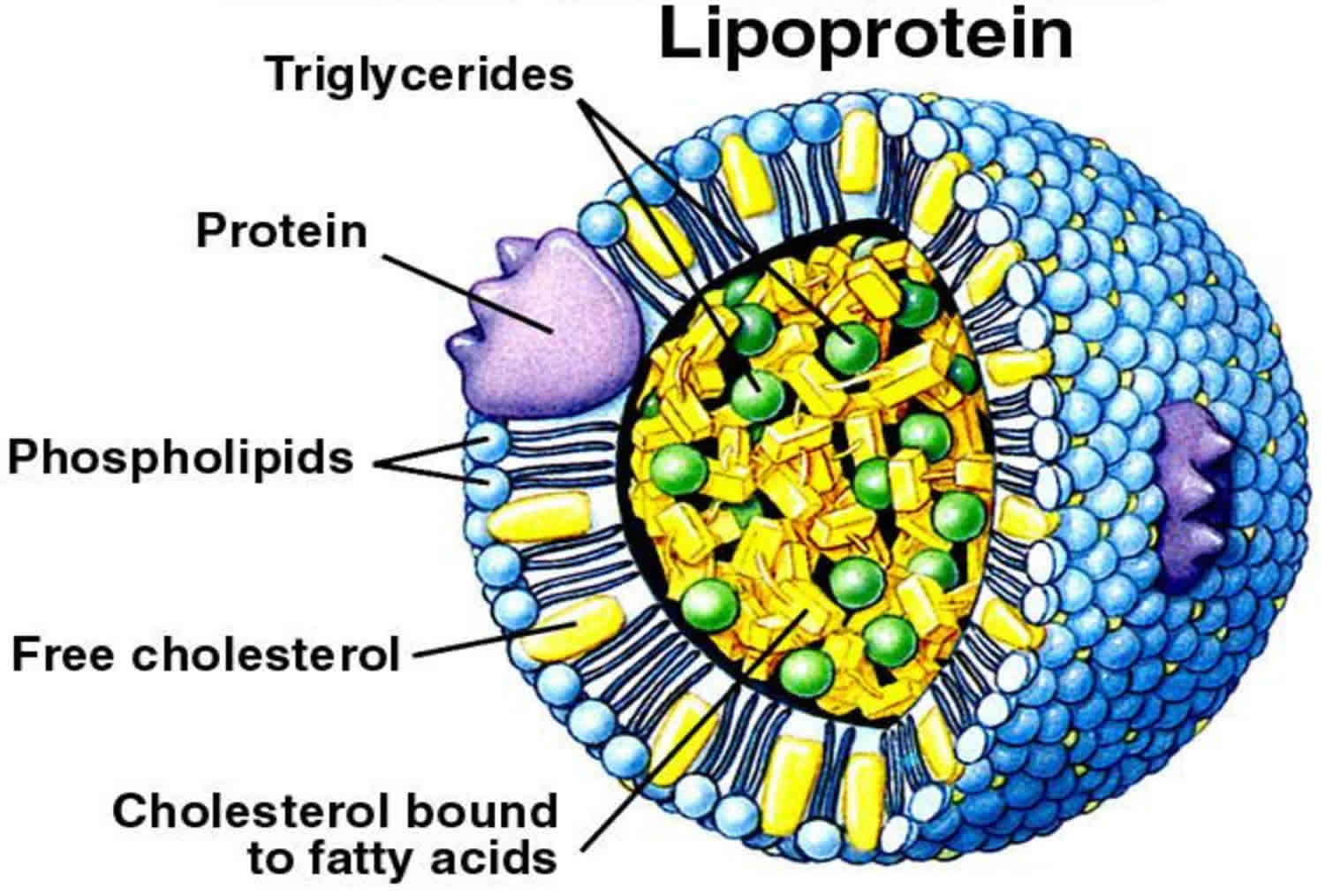 Lipoprotein