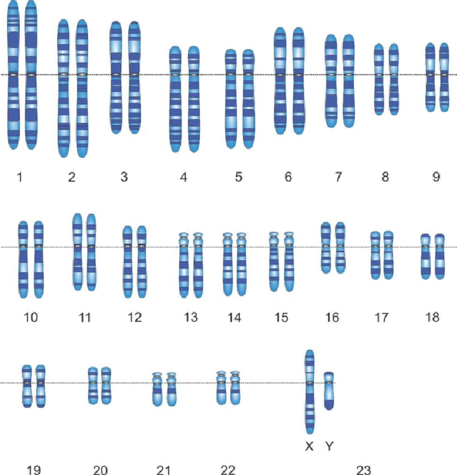 research papers on karyotype