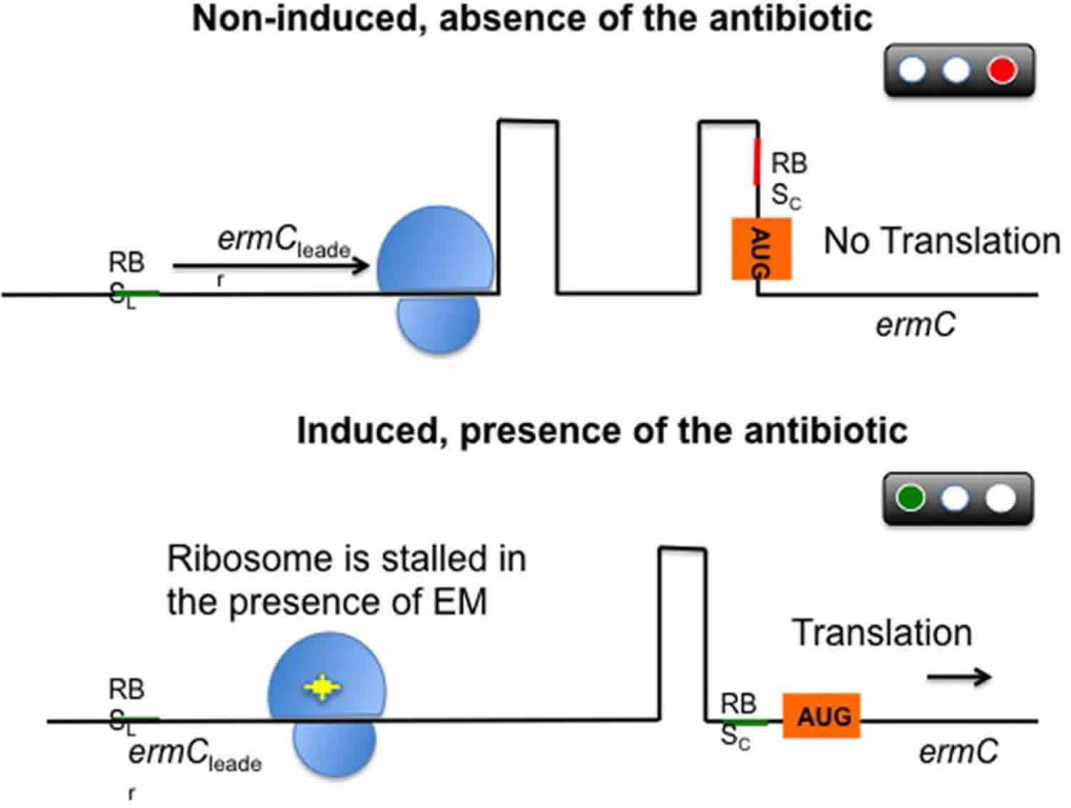 Mechanism of antibiotic resistance - enzymatic alteration of the target site