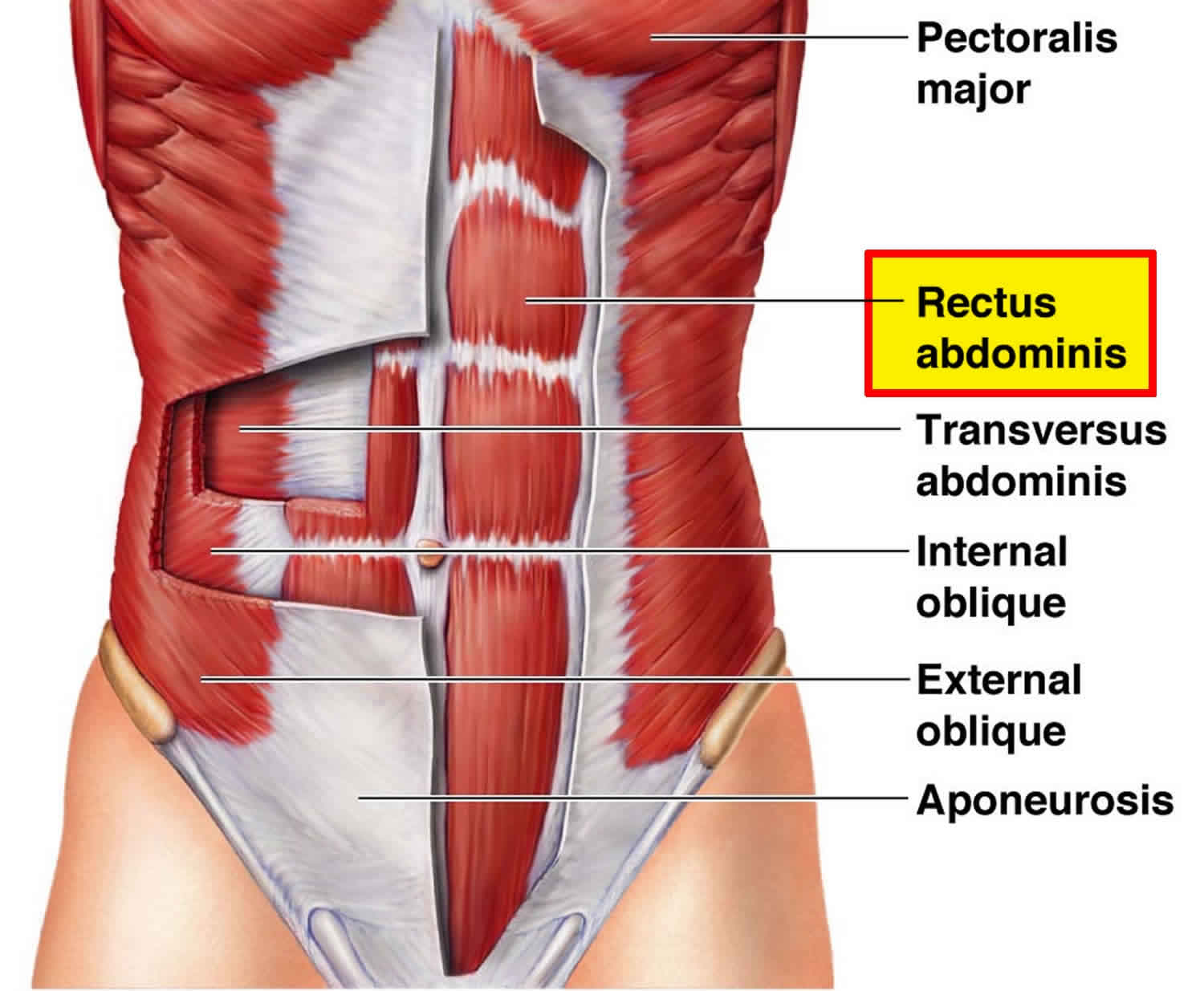 Rectus abdominis muscles