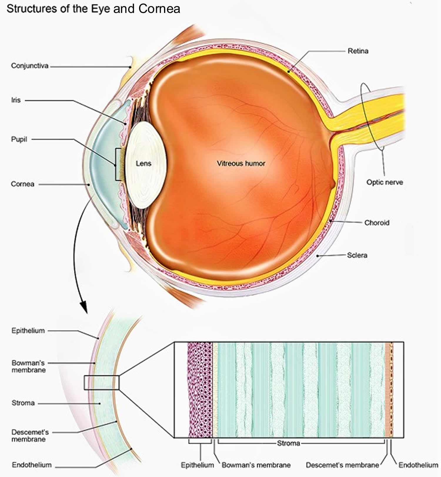 Structures of the cornea