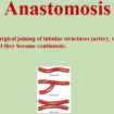 anastomosis
