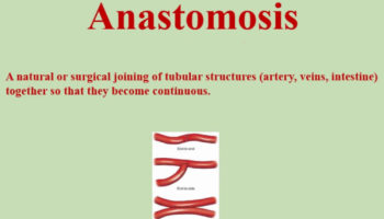 anastomosis